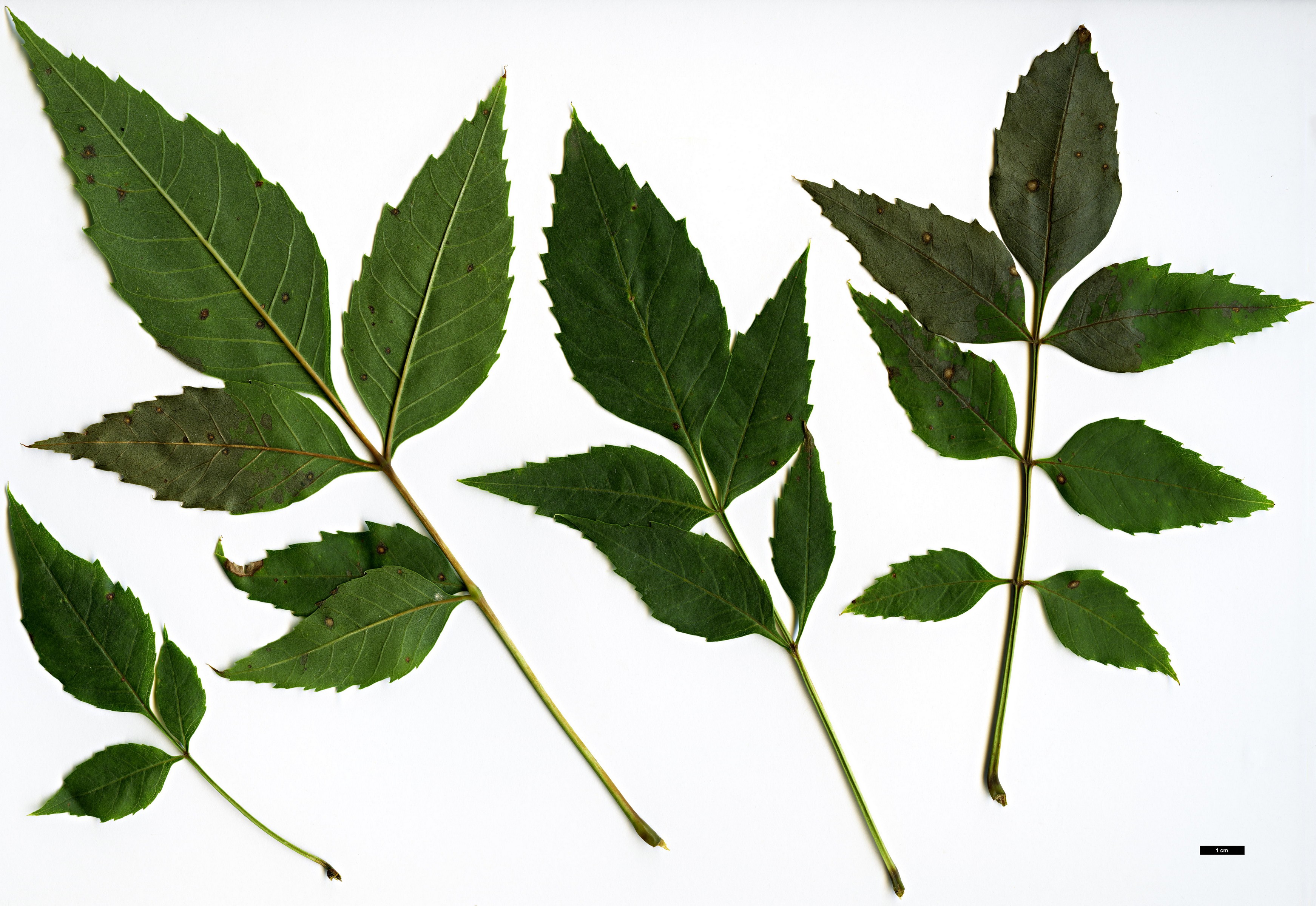 High resolution image: Family: Oleaceae - Genus: Fraxinus - Taxon: angustifolia - SpeciesSub: subsp. syriaca